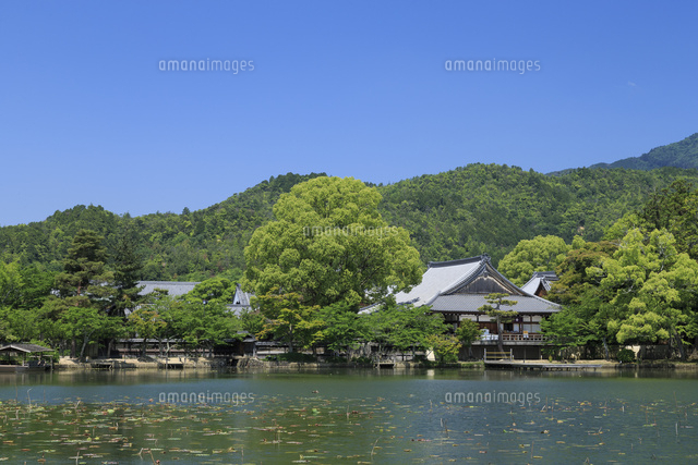 新緑の大覚寺五大堂と大沢池[01216008198]の写真素材・イラスト素材 