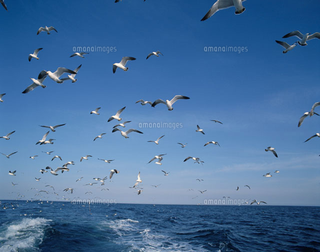 海と空を飛ぶカモメの群れ 初山別村 北海道 の写真素材 イラスト素材 アマナイメージズ