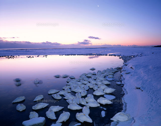 雪の白鳥台の朝の風景 別海町 北海道[01263009454]の写真・イラスト