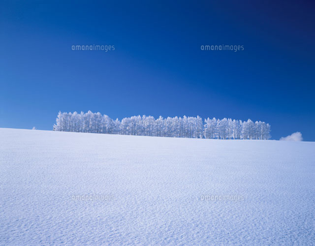 冬の美瑛町のマイルドセブンの丘の雪景色 北海道[01263090005]の写真