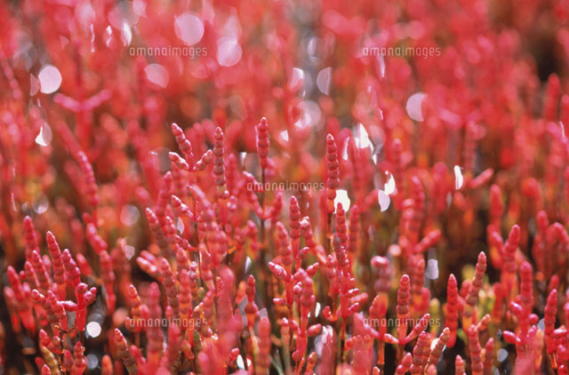 サンゴ草 網走市 北海道 の写真素材 イラスト素材 アマナイメージズ