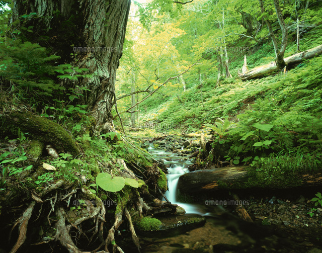 森の木と川の流れ の写真素材 イラスト素材 アマナイメージズ