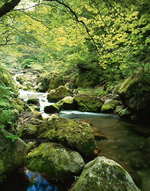 木と川の流れ の写真素材 イラスト素材 アマナイメージズ