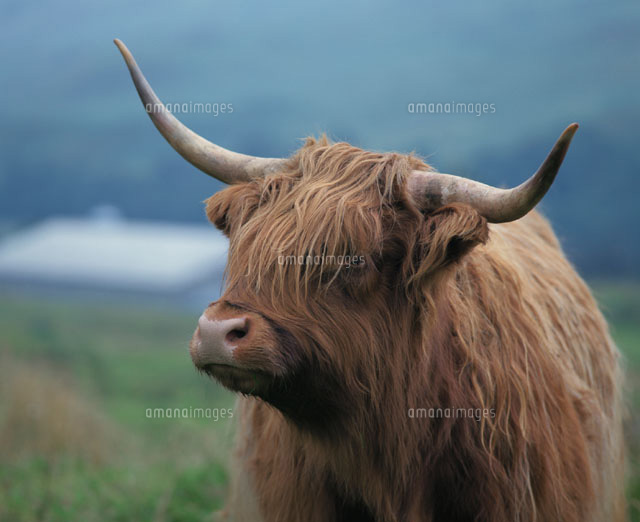 牛 ハイランドキャトル スコットランド イギリス の写真素材 イラスト素材 アマナイメージズ