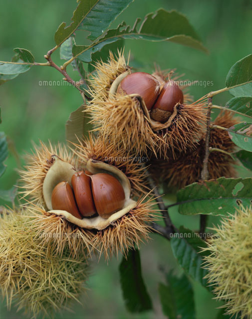 枝に実った栗の実（茶色）[01321001169]の写真・イラスト素材｜アマナ