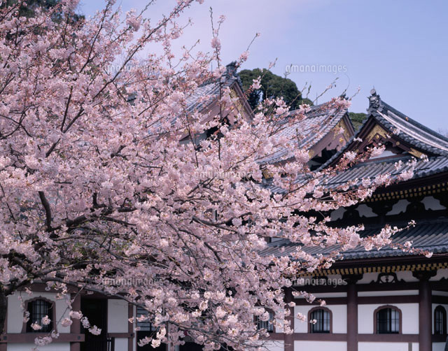 長谷寺と桜 鎌倉 神奈川県[01322004747]の写真・イラスト素材｜アマナ