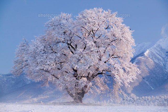 雪原の一本桜と岩手山 雫石市 岩手県 の写真素材 イラスト素材 アマナイメージズ