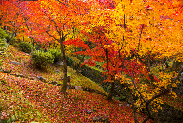 油絵作品(京都東福寺の紅葉) 京都 東福寺の紅葉 Autumn leaves at Tofukuji in Kyoto: 街並み