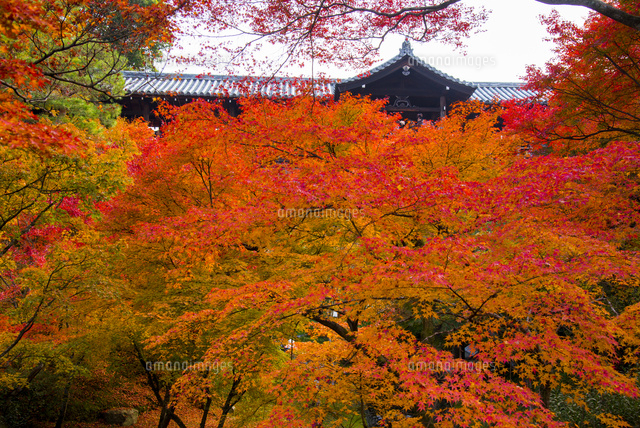 油絵作品(京都東福寺の紅葉) 油絵作品(京都東福寺の紅葉)