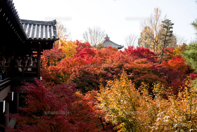 東福寺 渓谷洗玉澗紅葉と通天橋[01362011977]の写真・イラスト素材