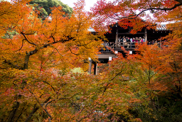 東福寺 渓谷洗玉澗紅葉と通天橋[01362011986]の写真・イラスト素材