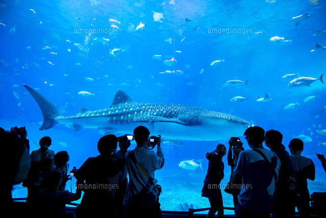 No.235 オーダーマスク　ジンベイザメ　魚群　海の生き物　おまとめ割 沖縄美ら海水族館,黒潮の海の大水槽ジンベイザメ[01362014284]の写真