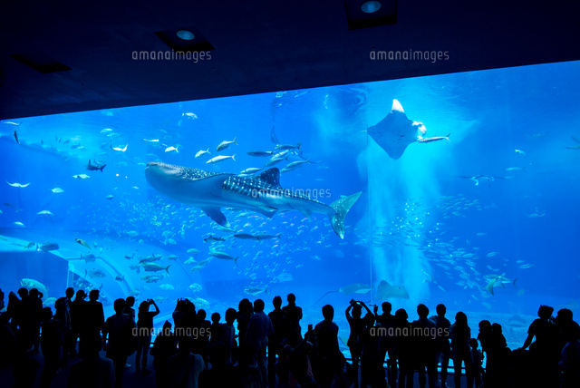 沖縄美ら海水族館 黒潮の海の大水槽ジンベイザメとマンタ の写真素材 イラスト素材 アマナイメージズ