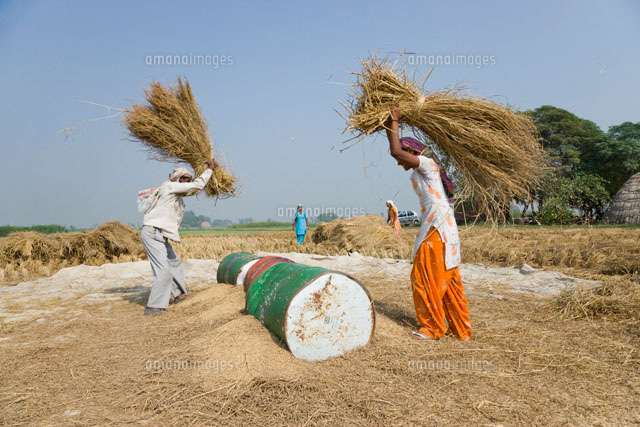 米の脱穀作業 の写真素材 イラスト素材 アマナイメージズ