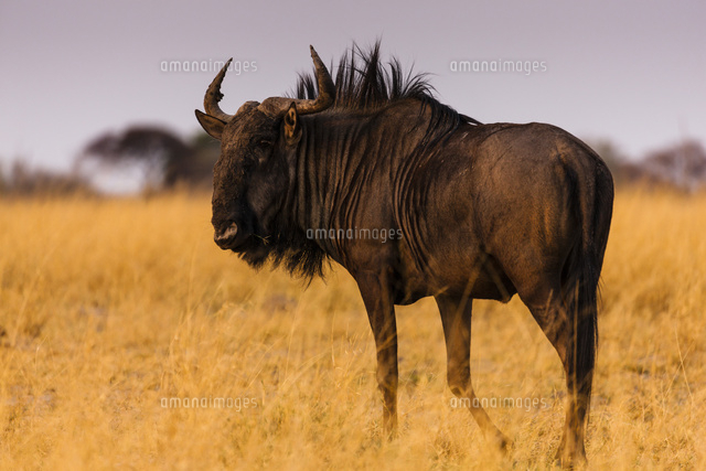 朝日に染まるヌー の写真素材 イラスト素材 アマナイメージズ