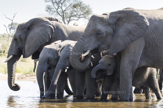 水場のアフリカゾウの群れ の写真素材 イラスト素材 アマナイメージズ