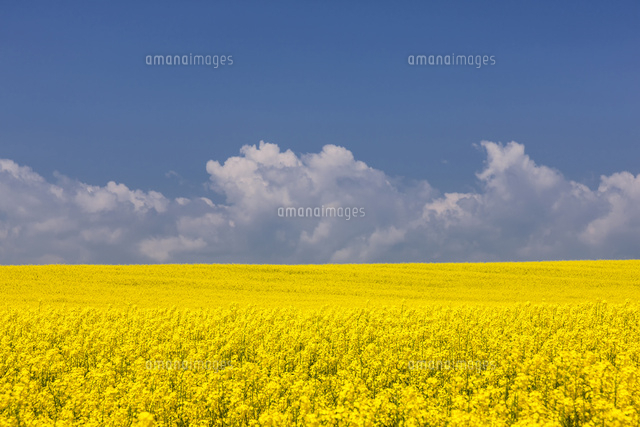 イスタンブール近郊の菜の花畑 の写真素材 イラスト素材 アマナイメージズ