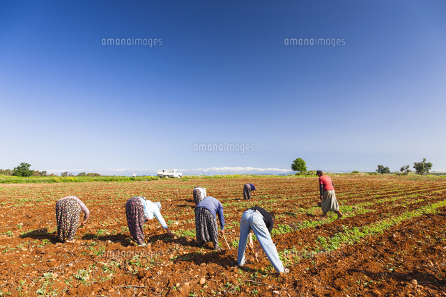 農作業風景[01431038840]の写真・イラスト素材｜アマナイメージズ