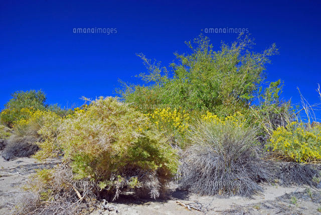 砂地の丘の植物と青空 の写真素材 イラスト素材 アマナイメージズ
