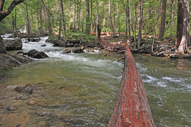 倒木の橋とマーセード川 の写真素材 イラスト素材 アマナイメージズ