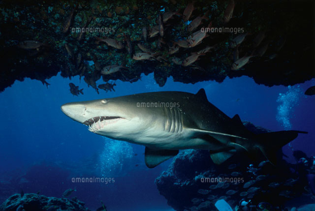 海中を泳ぐシロワニザメ 小笠原 の写真素材 イラスト素材 アマナイメージズ