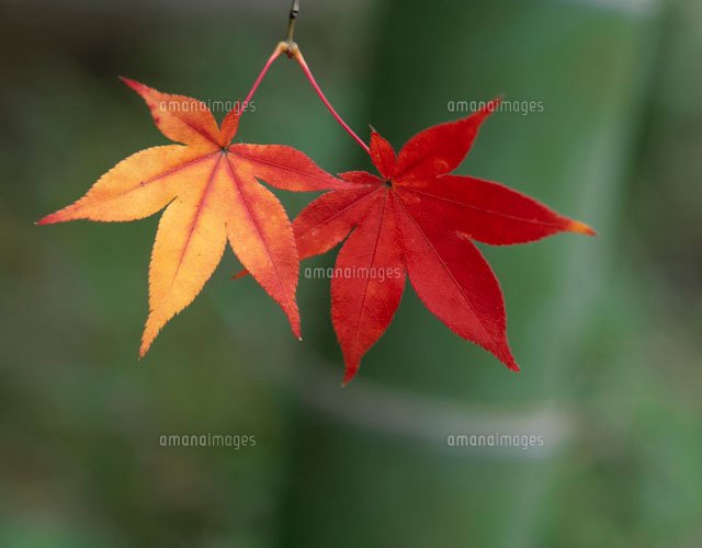 2枚のモミジの紅葉と竹[01495006151]の写真・イラスト素材｜アマナ 