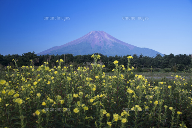 月見草と富士山[01495029314]の写真・イラスト素材｜アマナイメージズ