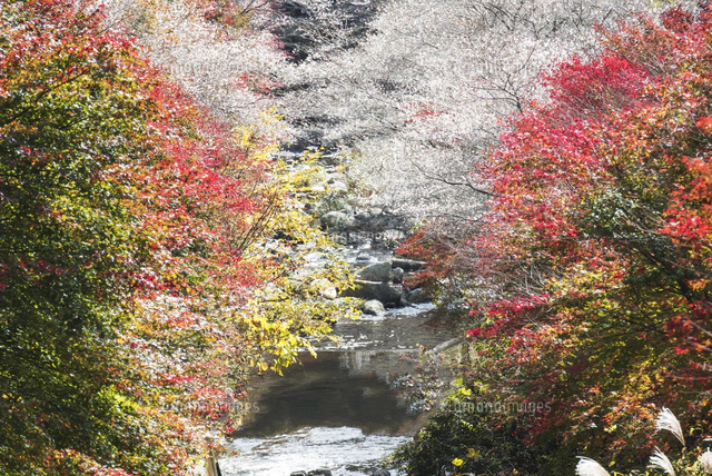 小原四季桜[01495029833]の写真・イラスト素材｜アマナイメージズ