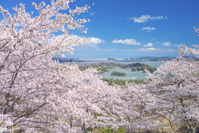 西行戻しの松公園より松島海岸の桜[01495030500]の写真・イラスト素材