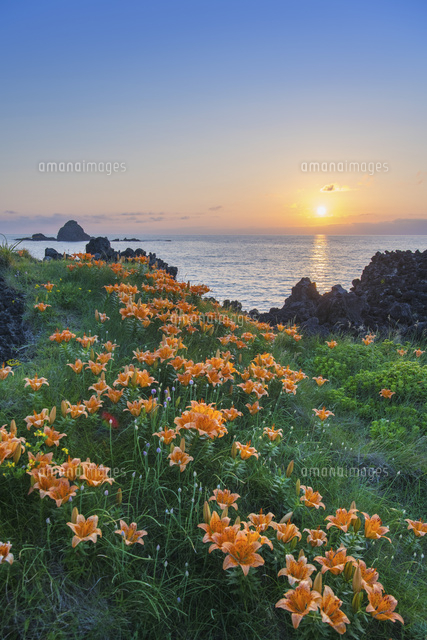 夕日の外海府海岸岩ユリの花[01495031383]の写真・イラスト素材