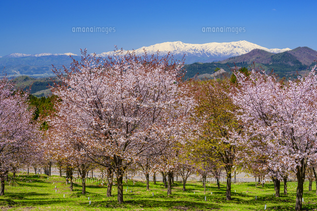 桜峠のオオヤマザクラと飯豊山[01495031888]の写真・イラスト素材