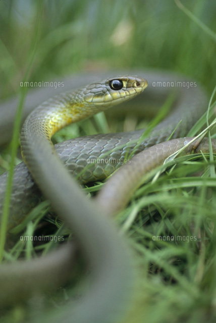 BLUE RACER， S.DAKOTA[01543000681]の写真素材・イラスト素材｜アマナイメージズ