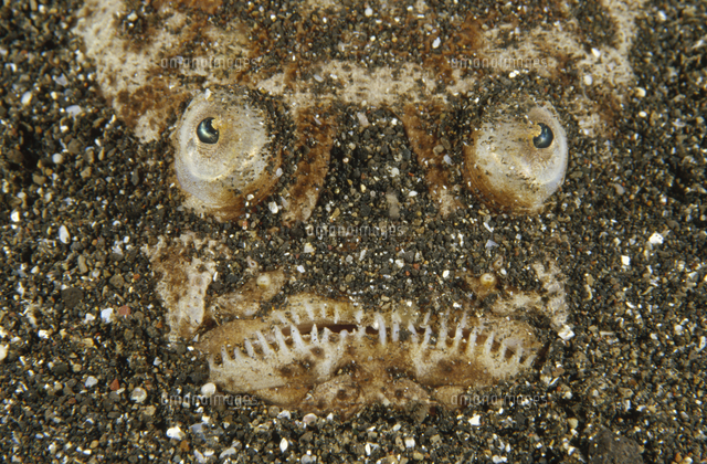 ミシマオコゼの仲間 の写真素材 イラスト素材 アマナイメージズ