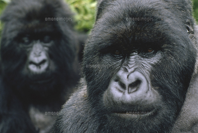 2匹の雄のマウンテンゴリラ[01543010404]の写真・イラスト素材｜アマナ 