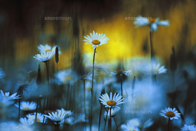 フランスギクの花畑 白 ミネソタ州 アメリカ の写真素材 イラスト素材 アマナイメージズ