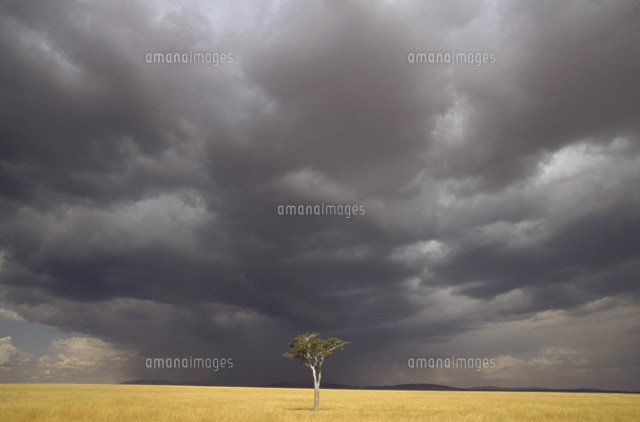 野原のアカシアと曇り空 マサイマラ ケニヤ の写真素材 イラスト素材 アマナイメージズ 野原のアカシアと曇り空 マサイマラ ケニヤ の写真素材 イラスト素材 アマナイメージズ