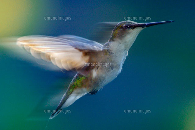 飛んでいるノドアカハチドリの成鳥 雌 の写真素材 イラスト素材 アマナイメージズ