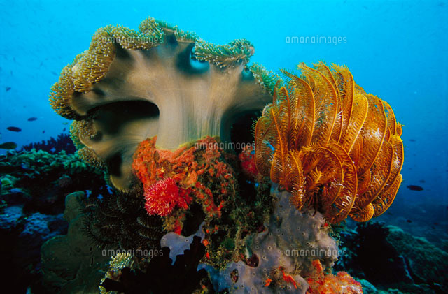 Leather Coral,Sarcophyton sp[01543016004]の写真素材・イラスト素材｜アマナイメージズ