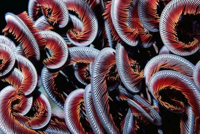 Sea Fan[01543017186]の写真素材・イラスト素材｜アマナイメージズ