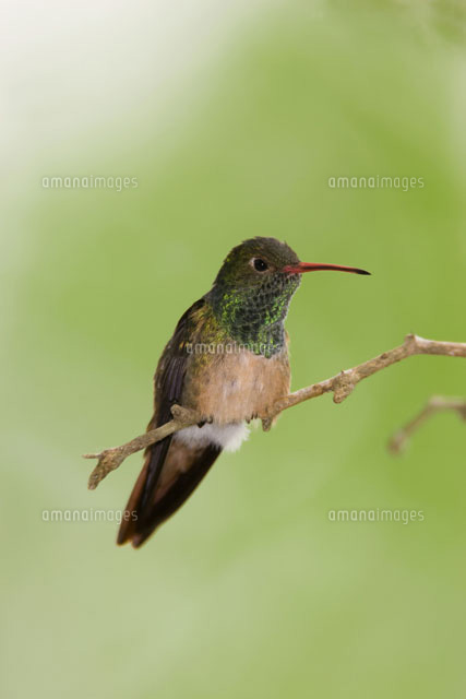 アカハシエメラルドハチドリ の写真素材 イラスト素材 アマナイメージズ
