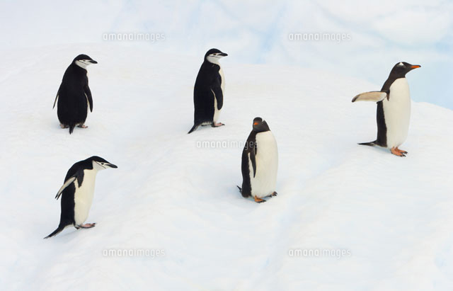 ジェンツーペンギンと ヒゲペンギン[01543018333]の写真