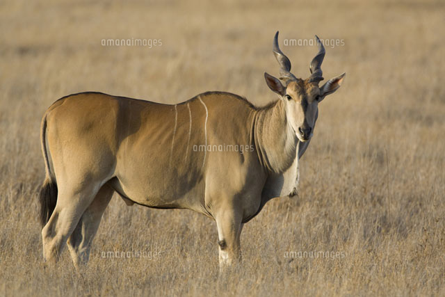 Eland Taurotragus Oryx Lewa Wildlife Conservancy Kenya の写真素材 イラスト素材 アマナイメージズ