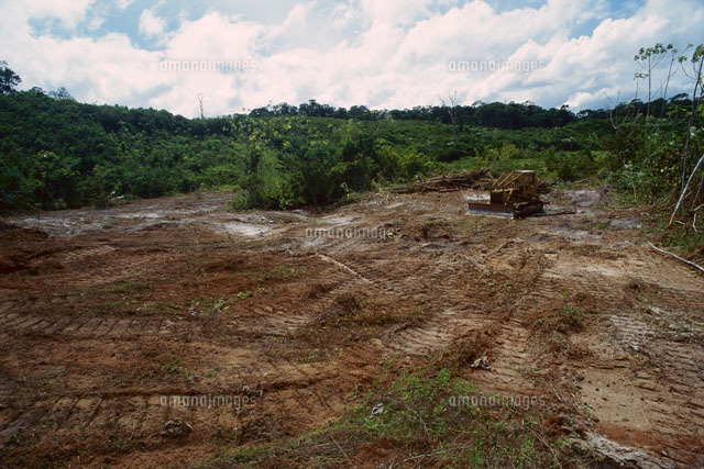Rainforest Deforestation French Guiana の写真素材 イラスト素材 アマナイメージズ