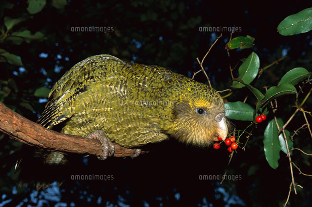 フクロウオウム の写真素材 イラスト素材 アマナイメージズ