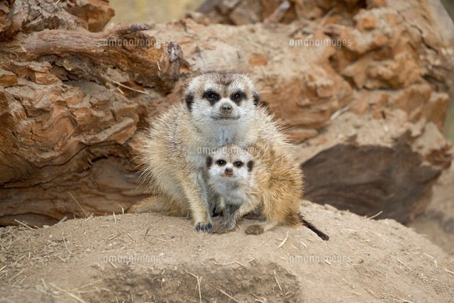 Meerkat (Suricata suricatta) group of four standing in a lin