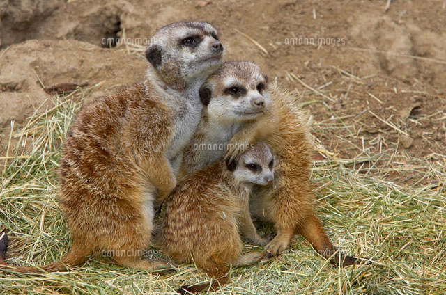 Meerkat (Suricata suricatta) group of four standing in a lin