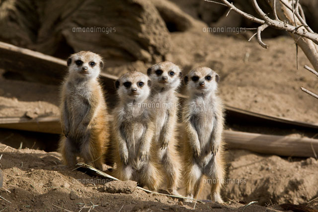 Meerkat (Suricata suricatta) group of four standing in a lin