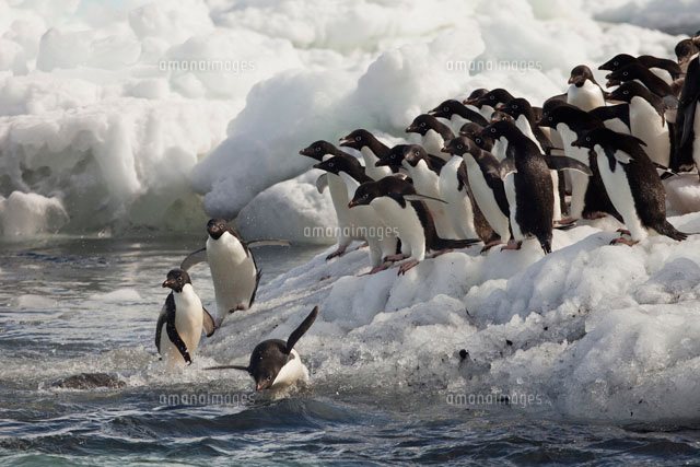 Adelie Penguin (Pygoscelis adeliae) group diving off ice，Po[01543030339 ...