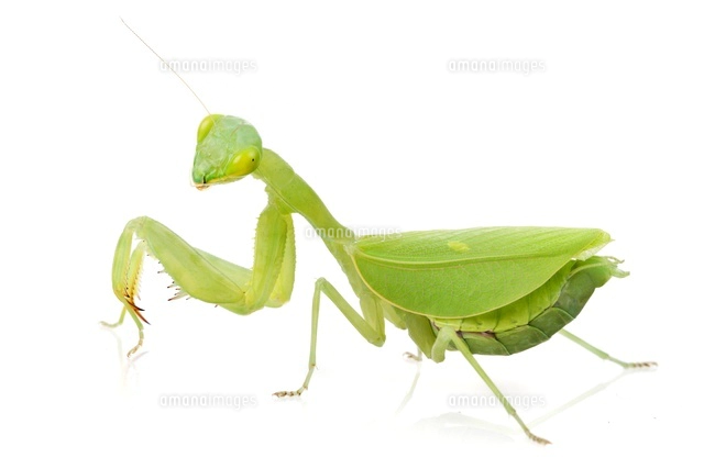African Praying Mantis Sphodromantis Lineola の写真素材 イラスト 素材 アマナイメージズ