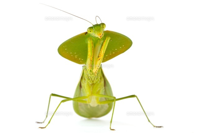 Peruvian Shield Mantis (Choeradodis rhombicollis), Barbilla